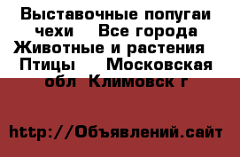 Выставочные попугаи чехи  - Все города Животные и растения » Птицы   . Московская обл.,Климовск г.